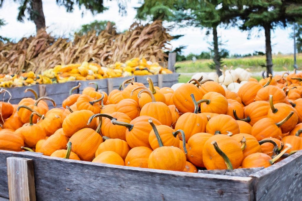 Pumpkin Carving