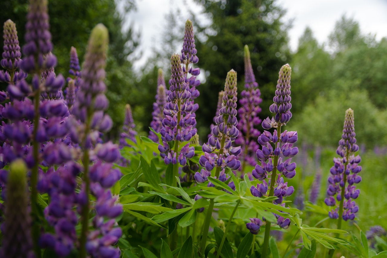 Where to see wildflowers in Sonoma County 2023