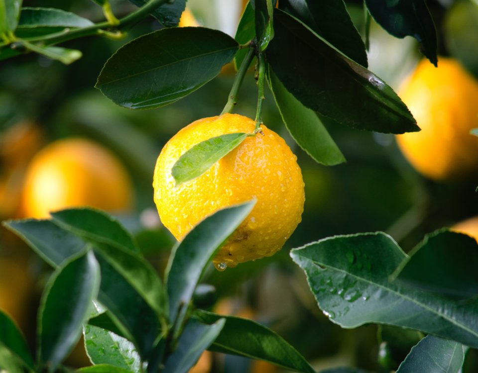 Amazing Household Uses for Lemons