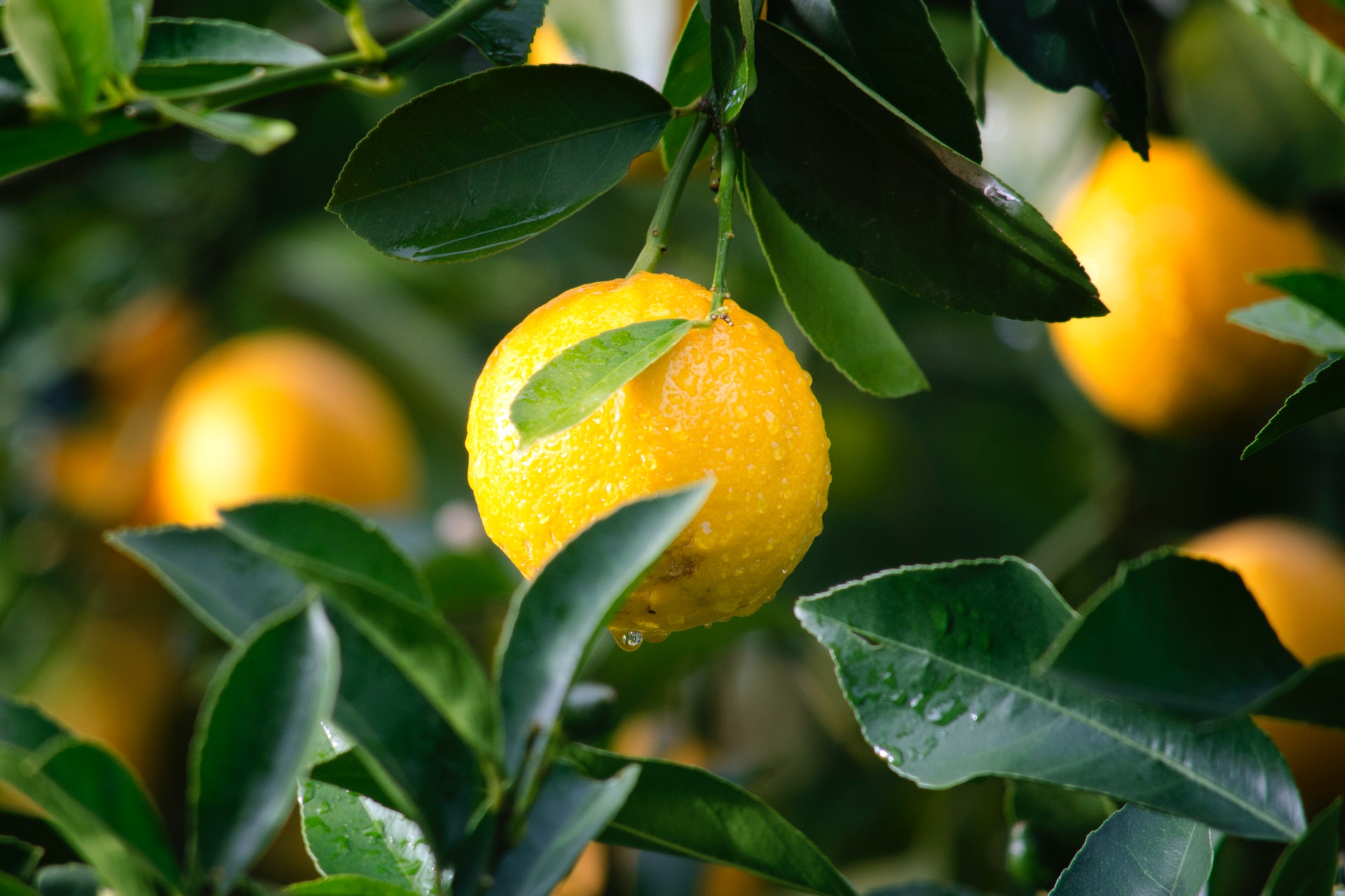 Amazing Household Uses for Lemons
