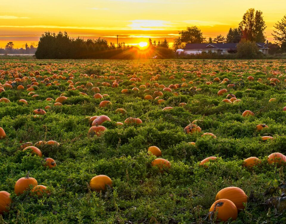 pumpkins