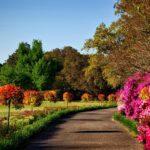 Planting Trees